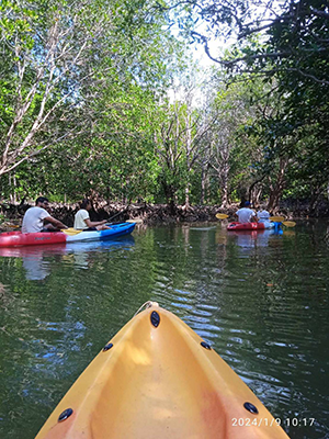 Kayak Mangroves